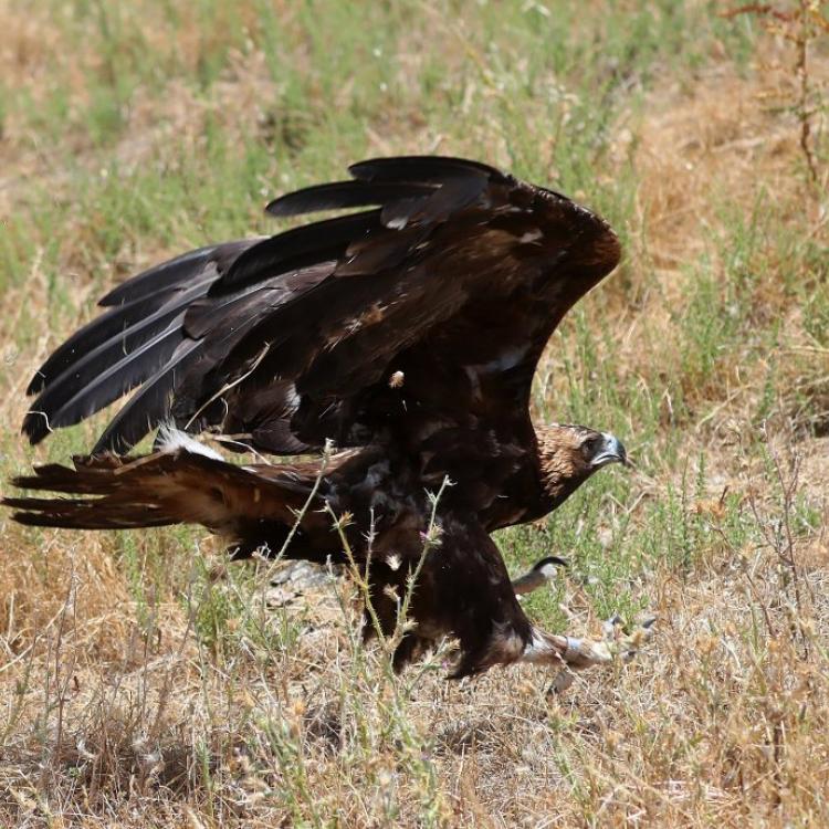 Photos Golden Eagle Soars Back To Life Santa Monica Today